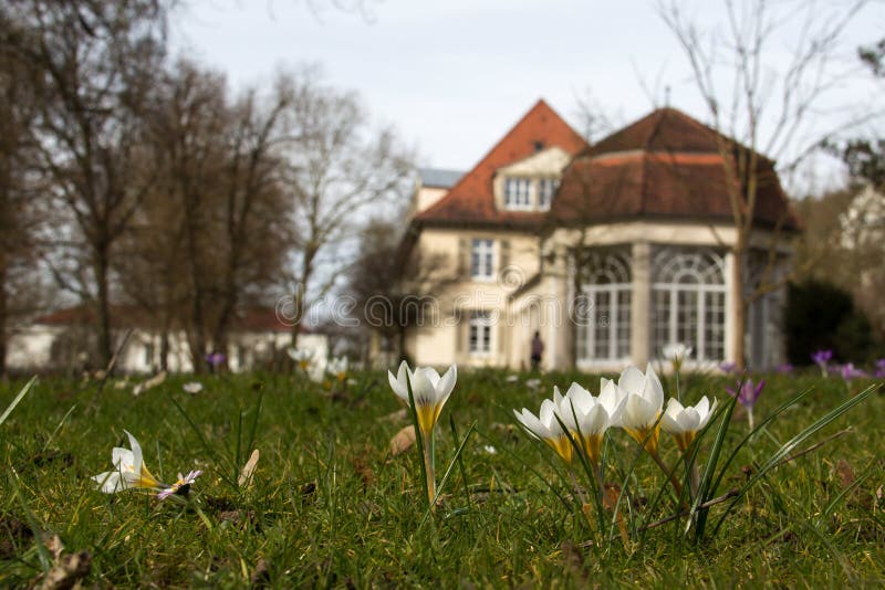 Krokussen royalty-vrije stock fotografie