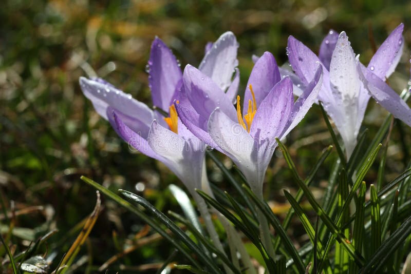 Krokussen stock afbeelding
