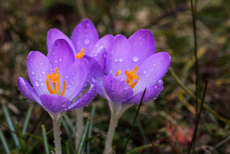 Krokussen stock foto's