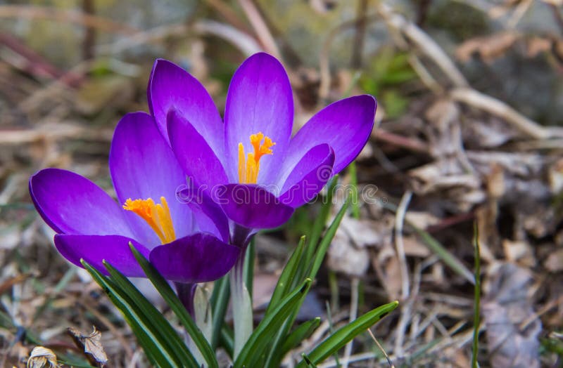 Krokussen royalty-vrije stock fotografie
