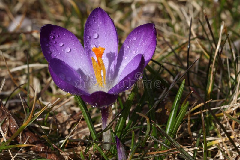 Krokussen royalty-vrije stock afbeelding