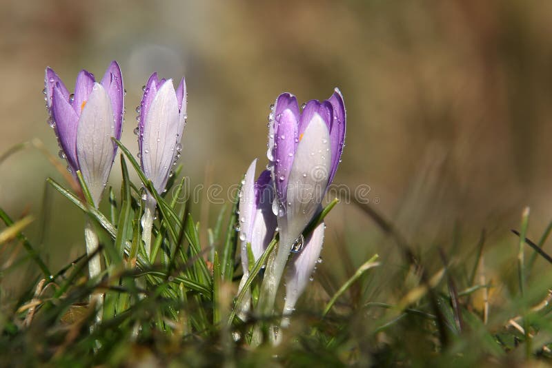 Krokussen royalty-vrije stock afbeelding