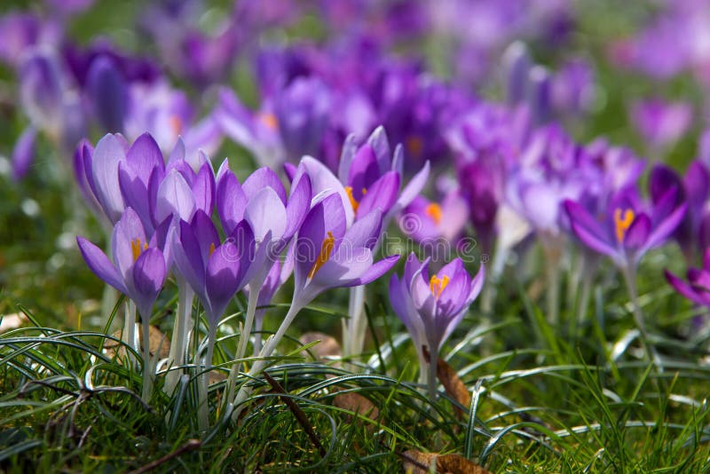 Krokussen stock foto's