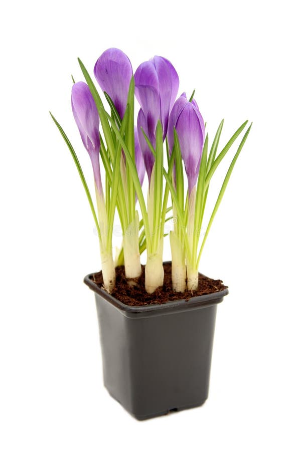 Crocussen stock afbeeldingen