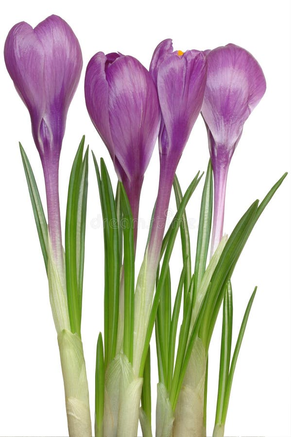 Krokussen royalty-vrije stock fotografie