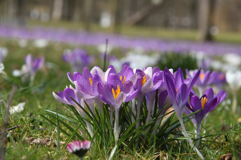 Krokussen royalty-vrije stock fotografie