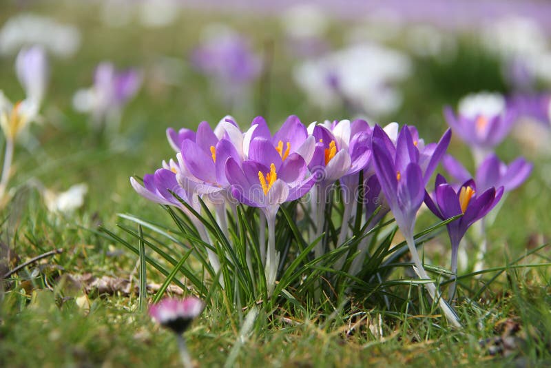 Krokussen stock fotografie