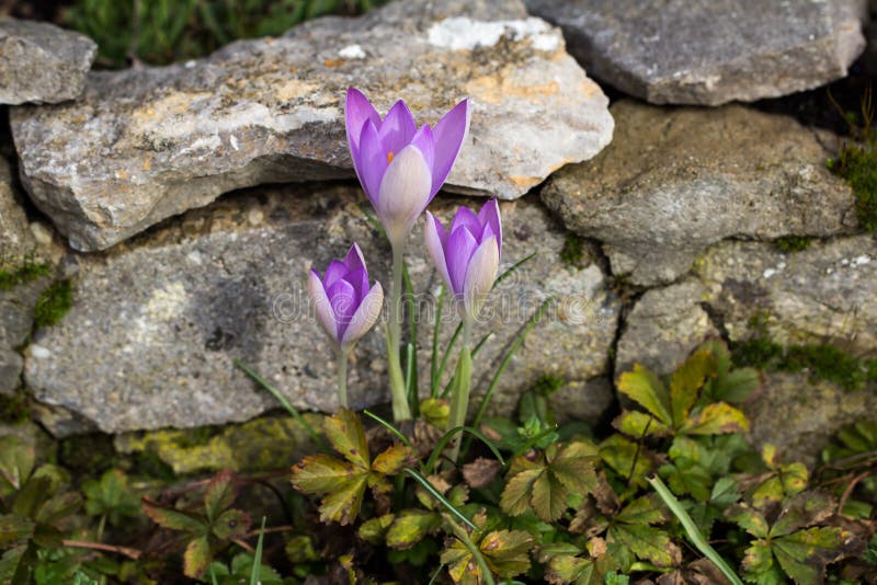 Krokussen royalty-vrije stock fotografie