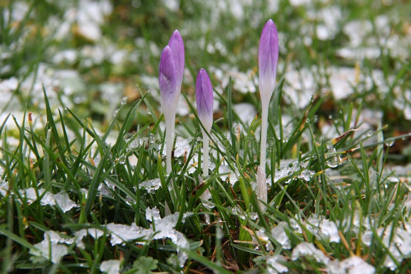 Krokussen stock fotografie