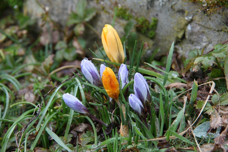 Krokussen royalty-vrije stock foto