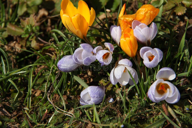 Krokussen royalty-vrije stock afbeeldingen