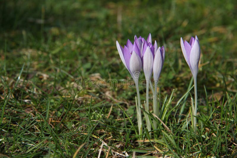 Krokussen royalty-vrije stock foto