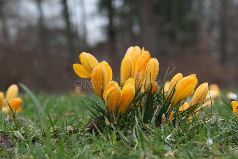 Krokussen stock fotografie