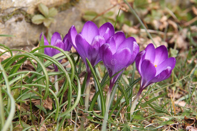 Krokussen stock foto's