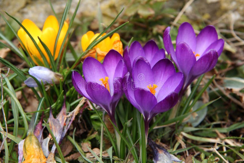 Krokussen royalty-vrije stock foto