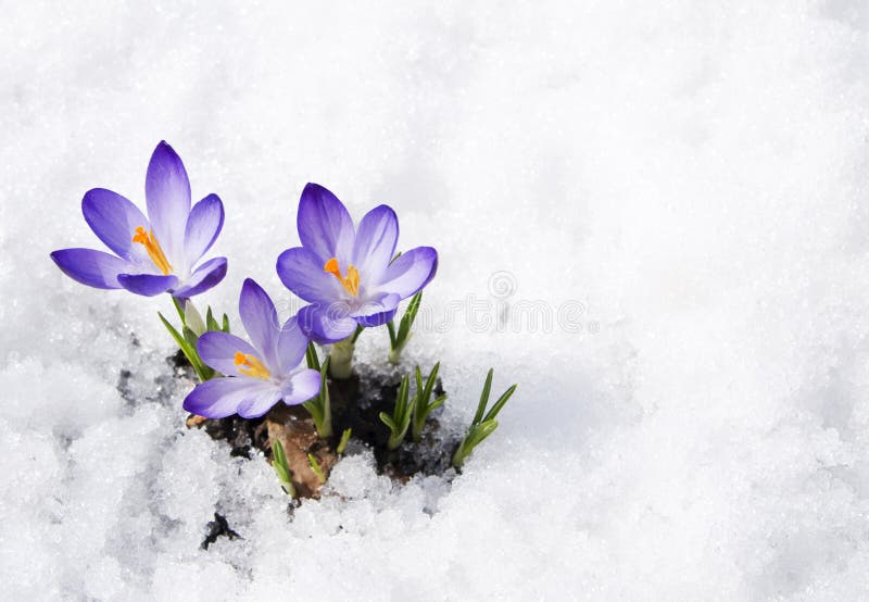 Crocussen in de sneeuw royalty-vrije stock afbeelding