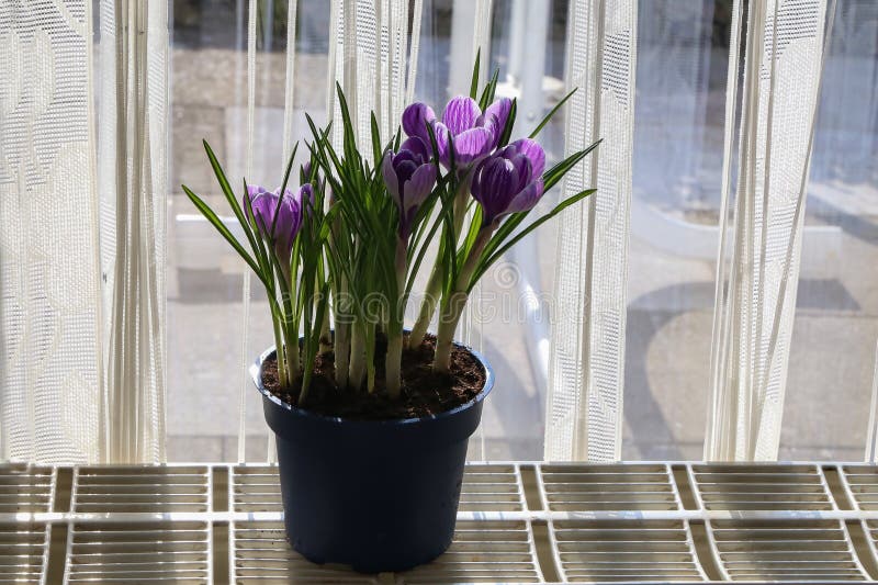 Krokussen in een bloempot royalty-vrije stock afbeeldingen