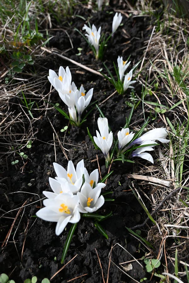 Krokussen, ook bekend als saffraan stock foto