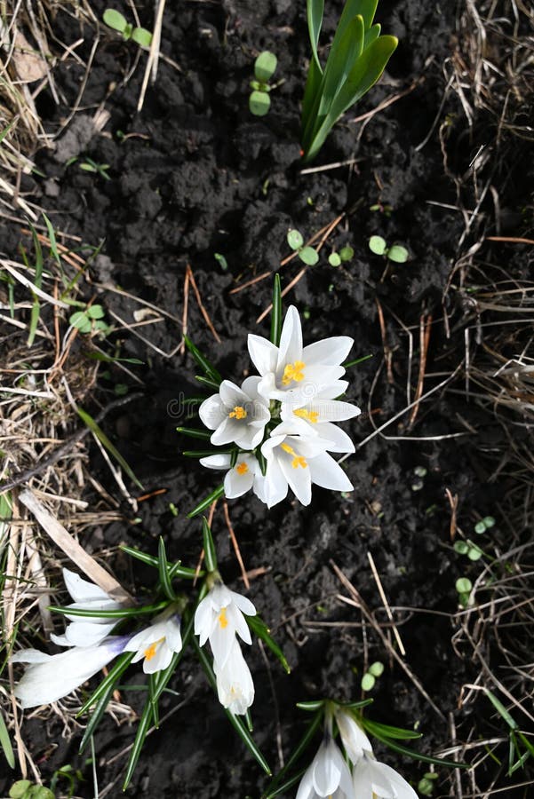 Krokussen, ook bekend als saffraan royalty-vrije stock afbeeldingen