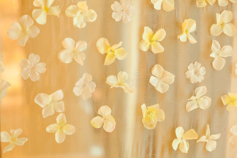 Kronblad för vit blomma som gifta sig bakgrundbakgrund Händelse för specialt tillfälle för bröllopceremoni, garneringbegrepp fotografering för bildbyråer Kronblad för vit blomma som gifta sig bakgrundbakgrund Händelse för specialt tillfälle för bröllopceremoni, garneringbegrepp fotografering för bildbyråer