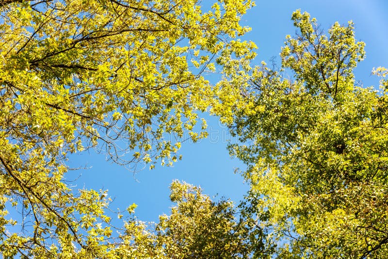 Kronen van de herfstbomen tegen een blauwe hemel stock foto Kronen van de herfstbomen tegen een blauwe hemel stock foto