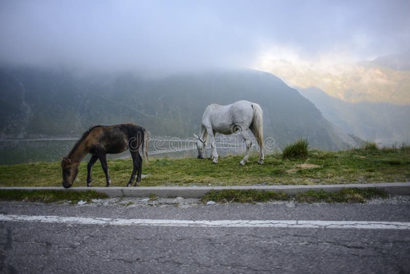 Bochtige weg in de bergen van Roemenië royalty-vrije stock foto