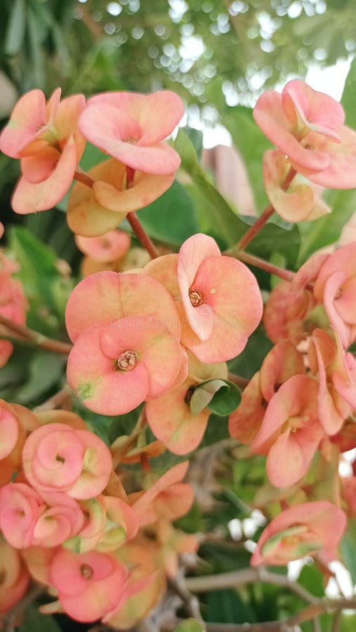 Crown of thorns (Euphorbia milii) is a pretty succulent plant that can bloom almost year-round, even indoors. The thick, bright green leaves grow along the new stem growth, but watch out for thorns. The true flowers are small and green, surrounded by showy bracts in red, orange, pink, yellow, or white. This slow-growing plant will grow into a shrub reaching 3 to 6 feet tall outdoors. As a houseplant, expect it to reach only about 2 feet in height. Euphorbia is poisonous to humans and pets. Crown of thorns (Euphorbia milii) is a pretty succulent plant that can bloom almost year-round, even indoors. The thick, bright green leaves grow along the new stem growth, but watch out for thorns. The true flowers are small and green, surrounded by showy bracts in red, orange, pink, yellow, or white. This slow-growing plant will grow into a shrub reaching 3 to 6 feet tall outdoors. As a houseplant, expect it to reach only about 2 feet in height. Euphorbia is poisonous to humans and pets