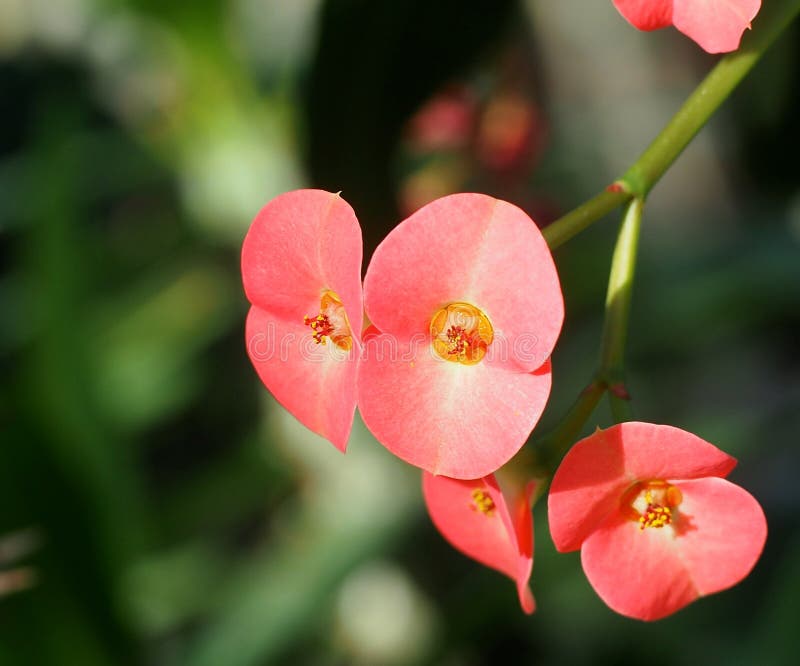 Kroon van Doornen of Wolfsmelk in Bloei stock foto's