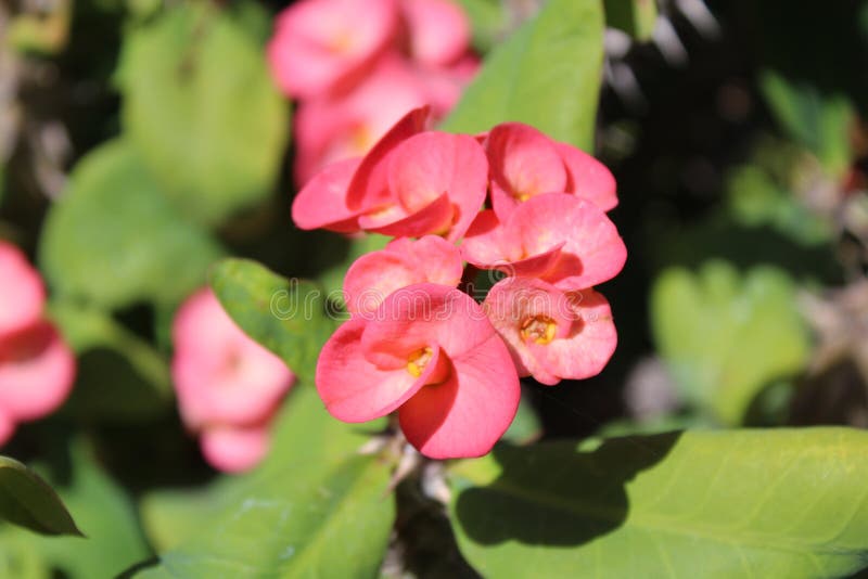 Kroon van doornenbloei royalty-vrije stock foto's