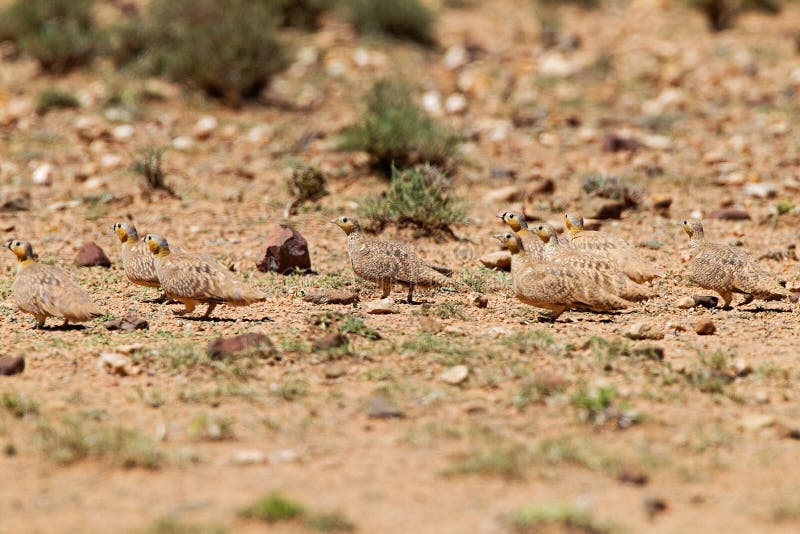 Kroonzandhoen, gekröntes Sandhuhn, Pterocles coronatus lizenzfreie stockfotografie Kroonzandhoen, gekröntes Sandhuhn, Pterocles coronatus lizenzfreie stockfotografie