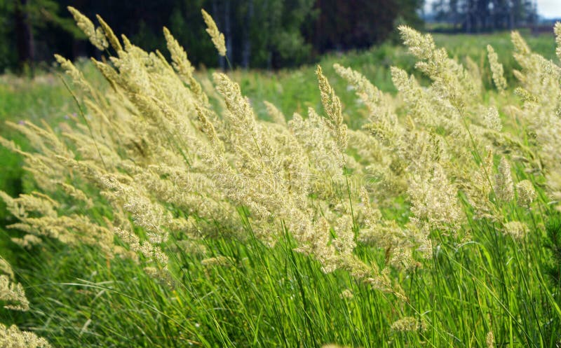 Orchard grass in the wind. Orchard grass in the wind