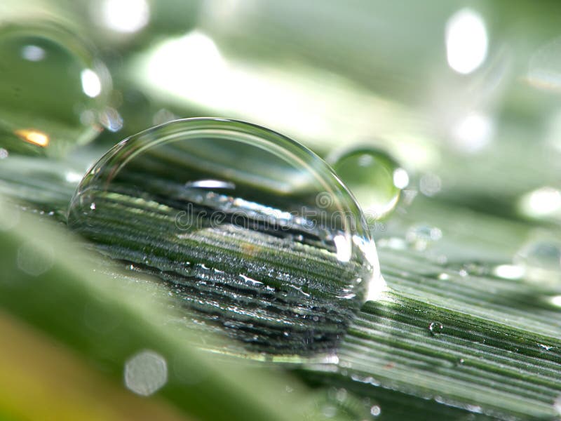kropelki leaf woda zdjęcia stock kropelki leaf woda zdjęcia stock