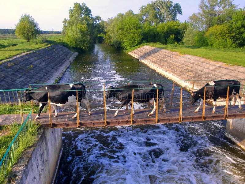 krowa zdjęcia stock krowa zdjęcia stock