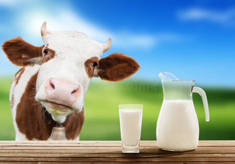 Krowa i mleko