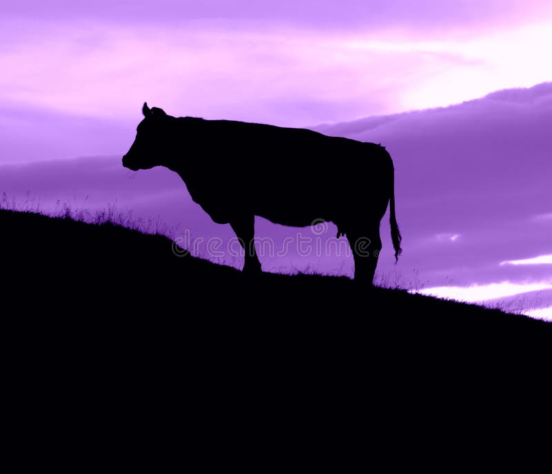 Krowa Na Wzgórzu Z Purpurowym Niebem zdjęcie royalty free