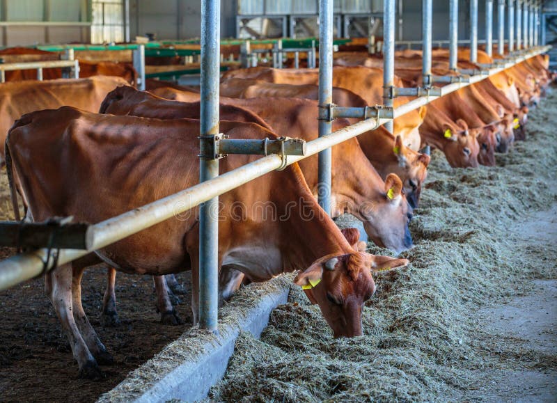 krowa nabiału traken Dżersejowy łasowania siana karm w cowshed gospodarstwa rolnego som obrazy stock krowa nabiału traken Dżersejowy łasowania siana karm w cowshed gospodarstwa rolnego som obrazy stock