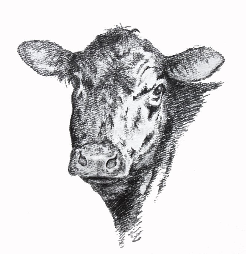 Krowa ołówkowy rysunek