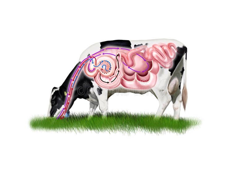Krowa trawienny system ilustracja wektor Krowa trawienny system ilustracja wektor