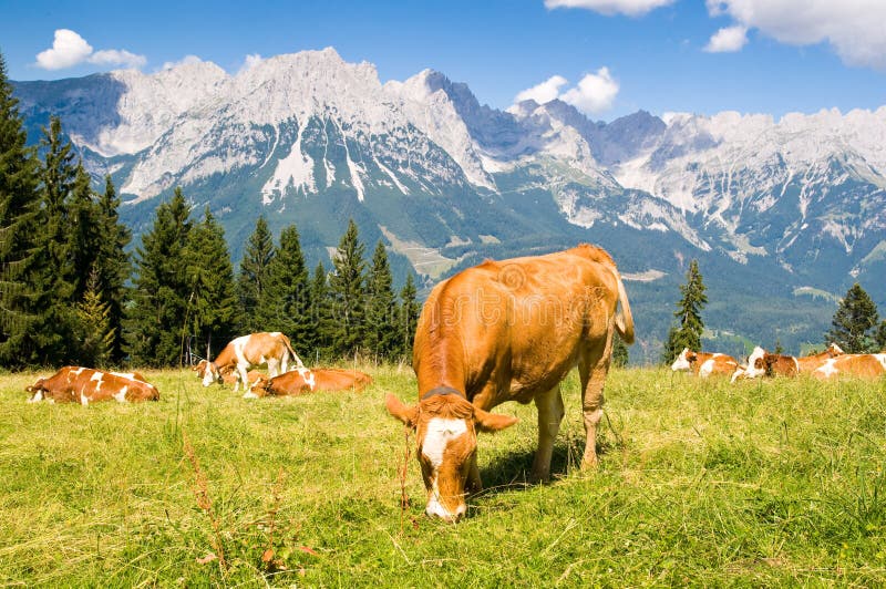 Krowa w Alps