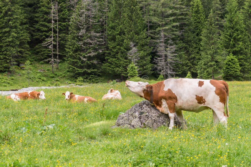 Cow itches and scratches itself on a stone, Austria. Cow itches and scratches itself on a stone, Austria.