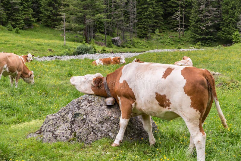 Cow itches and scratches itself on a stone, Austria. Cow itches and scratches itself on a stone, Austria.