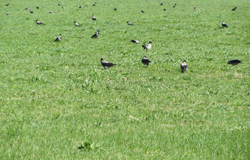 A big flock of crows wandering on a wide green lawn. A big flock of crows wandering on a wide green lawn.