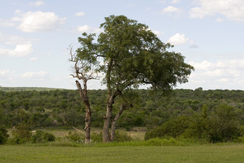 Kruger national park