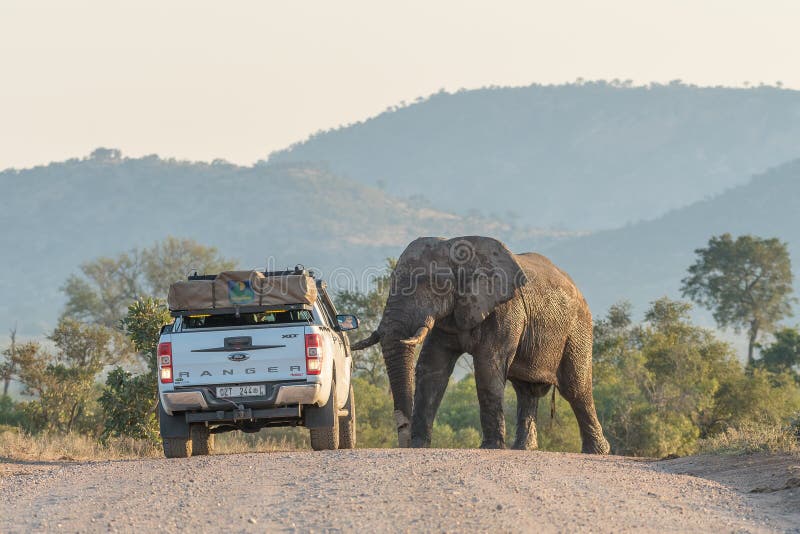 KRUGER NATIONAL PARK, SOUTH AFRICA - MAY 3, 2019: A vehicle reversing to get out of the way of an african elephant walking in a road in the Kruger National Park of South Africa. KRUGER NATIONAL PARK, SOUTH AFRICA - MAY 3, 2019: A vehicle reversing to get out of the way of an african elephant walking in a road in the Kruger National Park of South Africa