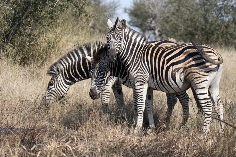 Kruger National Park: Zebra Stock Photo - Image of renowned ...