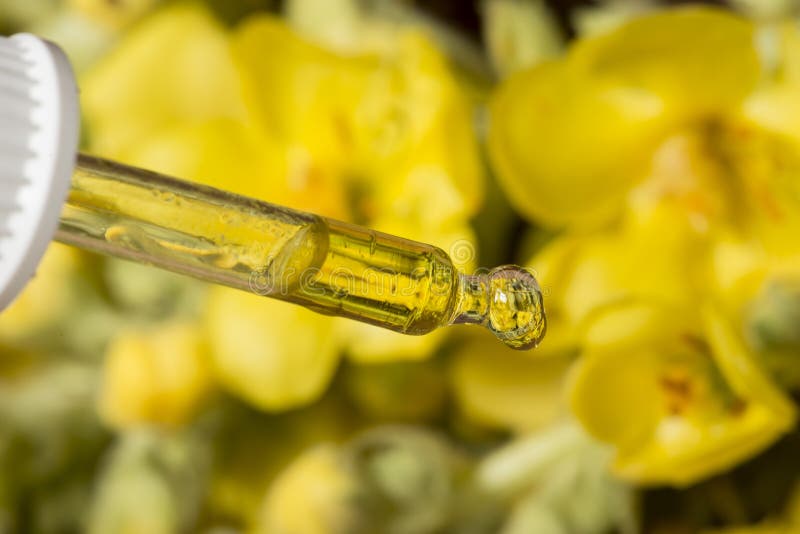 Kruidenuittreksel dichte omhooggaand - de macrofoto mullein bloeit - verbascum stock foto's Kruidenuittreksel dichte omhooggaand - de macrofoto mullein bloeit - verbascum stock foto's