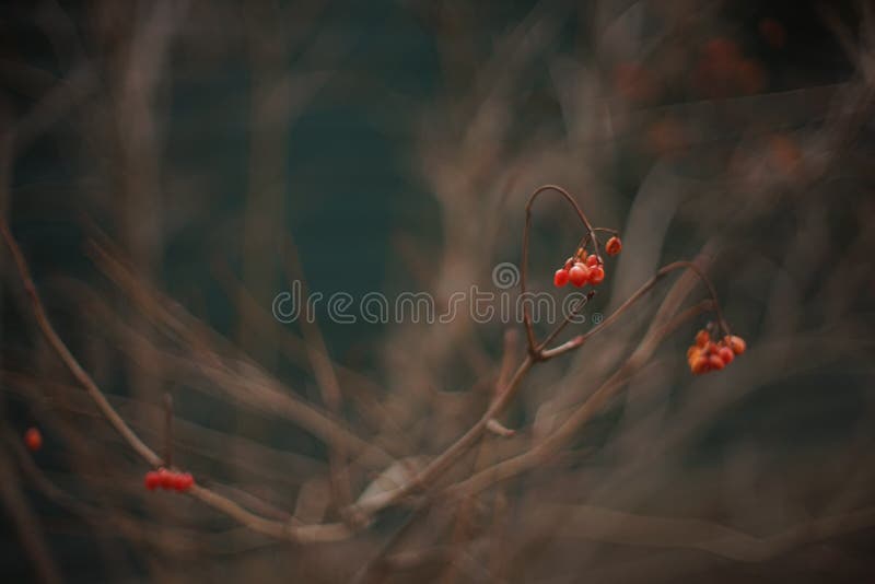 Kruidoorn bush closeup with red berries in wintertuin stock foto's