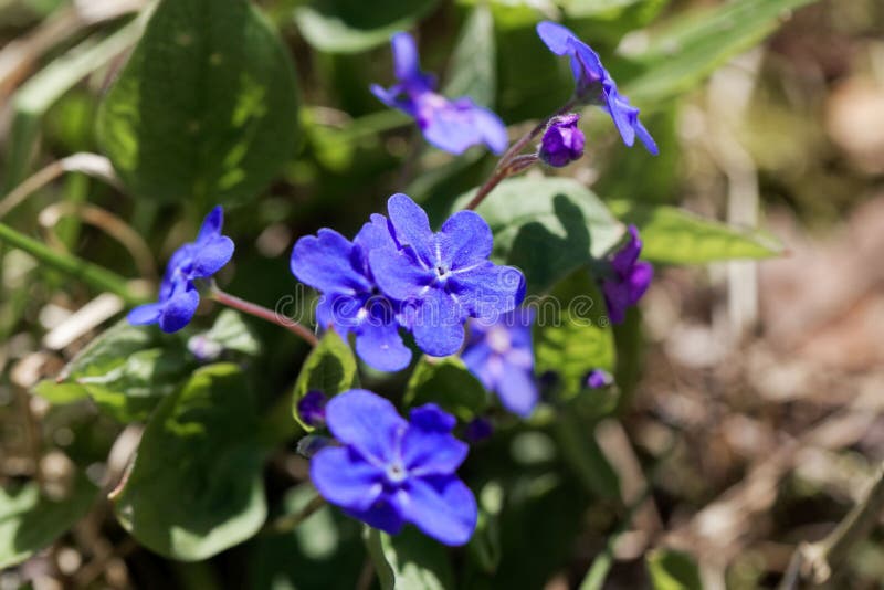 Kruipend navelwort, Omphalodes-verna stock afbeelding Kruipend navelwort, Omphalodes-verna stock afbeelding