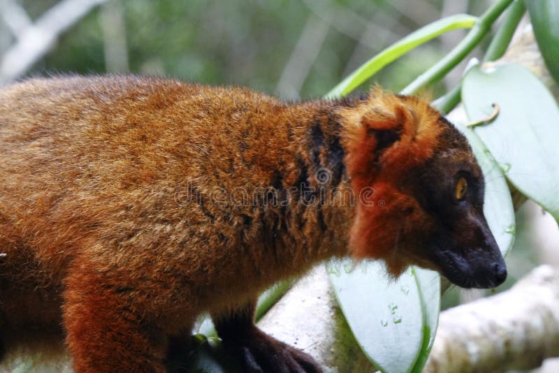 Kruis tussen een Zwarte macaco van Makieulemur en een Bekroonde coronatus van Makieulemur, Madagascar, Afrika royalty-vrije stock foto Kruis tussen een Zwarte macaco van Makieulemur en een Bekroonde coronatus van Makieulemur, Madagascar, Afrika royalty-vrije stock foto