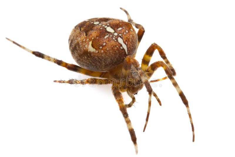 Kruisspin royalty-vrije stock foto's